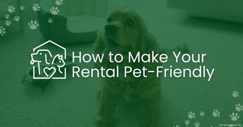 How to Be a Pet-Friendly Landlord